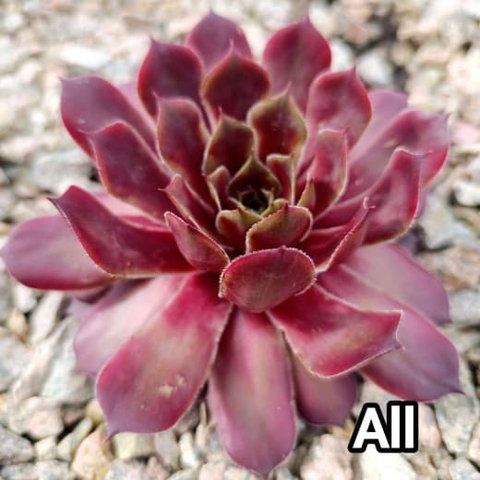 Semperv&iacute;vum All: 1 рік, розетка RS10009 фото