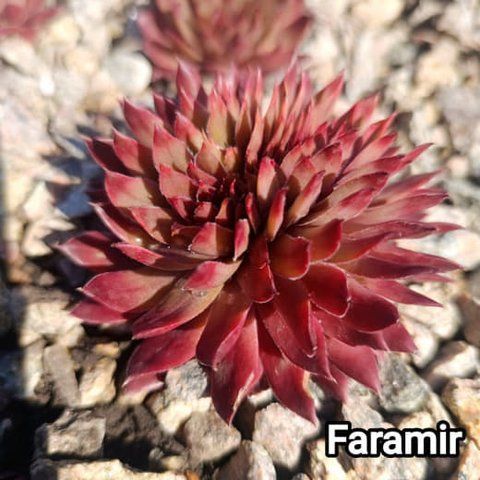 Semperv&iacute;vum Faramir: 1 рік, розетка RS10112 фото