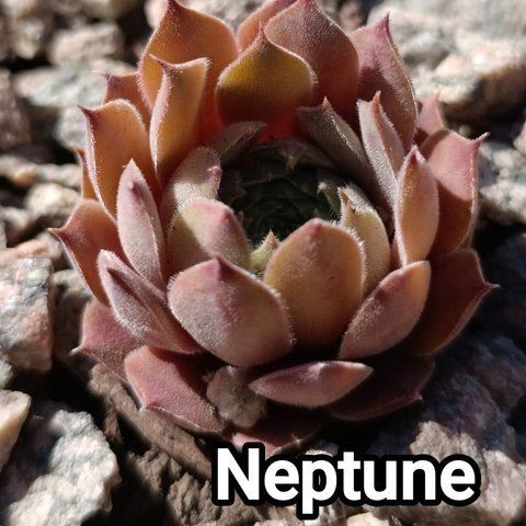 Semperv&iacute;vum Neptune: 1 рік, розетка RS10212 фото