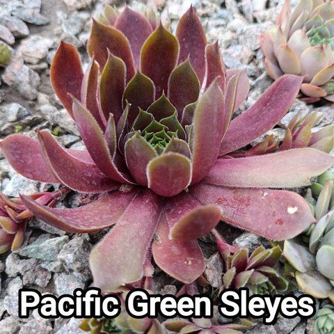 Semperv&iacute;vum Pacific Green Sleyes: 1 рік, розетка RS10226 фото