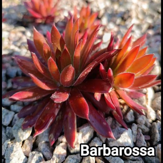 Semperv&iacute;vum Barbarossa: 1 рік, розетка RS10027 фото