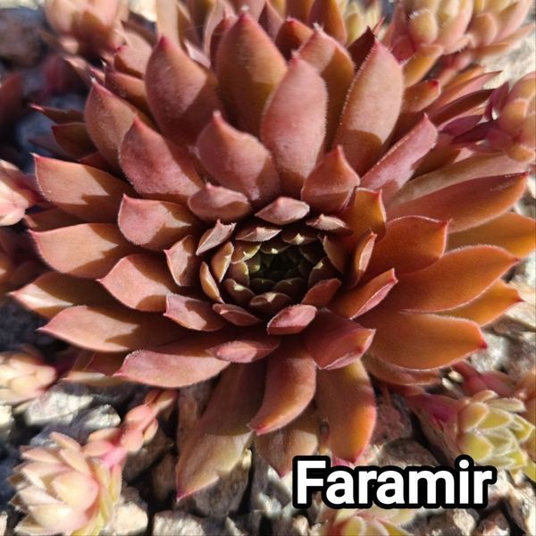 Semperv&iacute;vum Faramir: 1 рік, розетка RS10112 фото