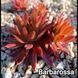 Semperv&iacute;vum Barbarossa: 1 рік, розетка RS10027 фото 1