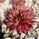 Semperv&iacute;vum Faramir: 1 рік, розетка RS10112 фото 2