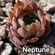 Semperv&iacute;vum Neptune: 1 рік, розетка RS10212 фото 2