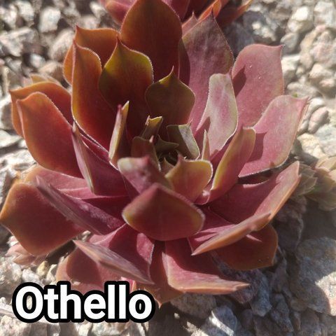 Semperv&iacute;vum Othello: 1 рік, розетка RS10222 фото