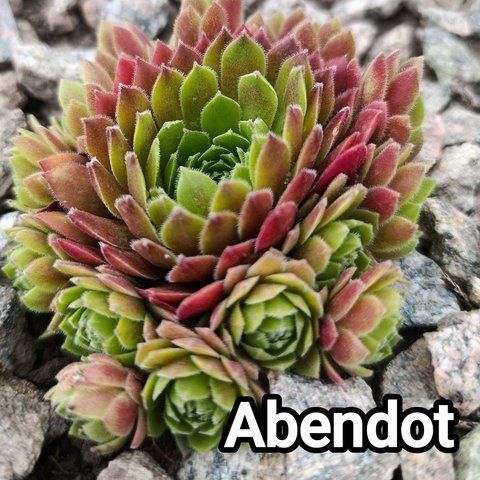 Semperv&iacute;vum Abendot: 1 рік, розетка RS10001 фото
