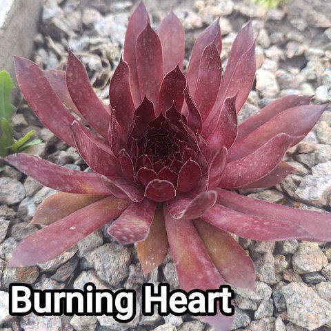 Semperv&iacute;vum Burning Heart: 1 рік, розетка RS10057 фото
