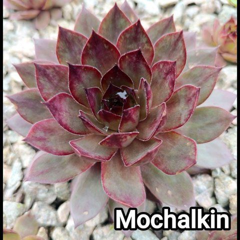Semperv&iacute;vum Mochalkin: 1 рік, розетка RS10200 фото