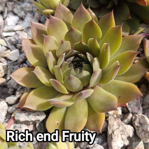 Semperv&iacute;vum Rich And Fruity: 1 рік, розетка RS10260 фото