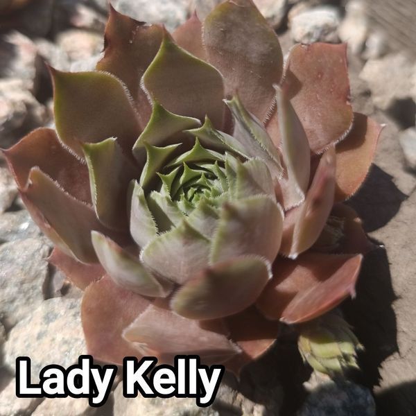 Semperv&iacute;vum Lady Kelly: 1 рік, розетка RS10172 фото
