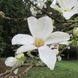 Магнолія Кобус (Magnolia Kobus), 2 роки, р9, 20-30 см 13RD150702P9 фото 4