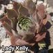 Semperv&iacute;vum Lady Kelly: 1 рік, розетка RS10172 фото 2