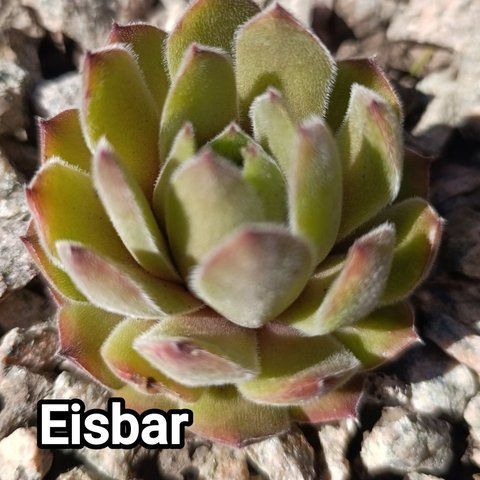 Semperv&iacute;vum Eisbar: 1 рік, розетка RS10100 фото