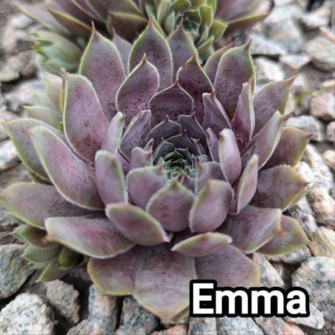 Semperv&iacute;vum Emma: 1 рік, розетка RS10103 фото