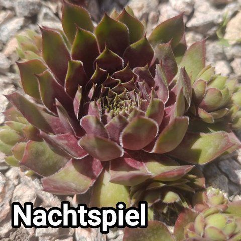 Semperv&iacute;vum Nachtspiel: 1 рік, розетка RS10209 фото