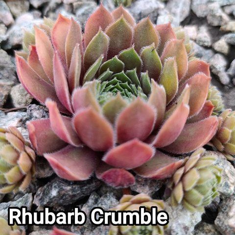 Semperv&iacute;vum Rhubard Crumble: 1 рік, розетка RS10259 фото