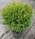 Туя західна Даніка 1802 фото 3