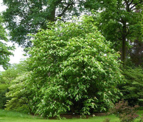 Магнолія трипелюсткова (Magnolia tripelata), 2 роки, р9, 20-30 см 13RD150502P9 фото
