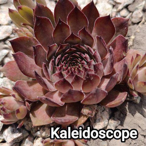 Semperv&iacute;vum Kaleidoskop: 1 рік, розетка RS10161 фото