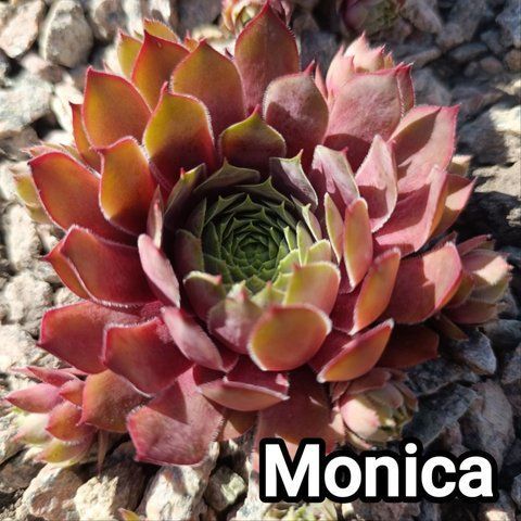 Semperv&iacute;vum Monica: 1 рік, розетка RS10202 фото
