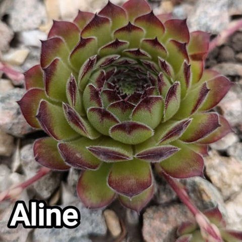 Semperv&iacute;vum Aline: 1 рік, розетка RS10008 фото