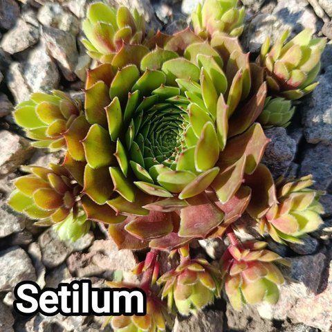 Semperv&iacute;vum Setilum: 1 рік, розетка RS10283 фото