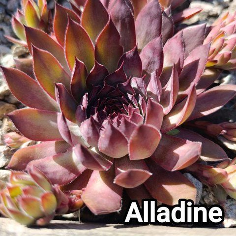 Semperv&iacute;vum Aladin: 1 рік, розетка RS10005 фото
