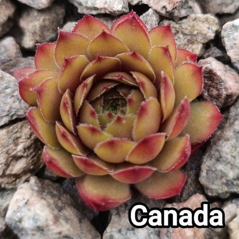 Semperv&iacute;vum Canada: 1 рік, розетка RS10063 фото