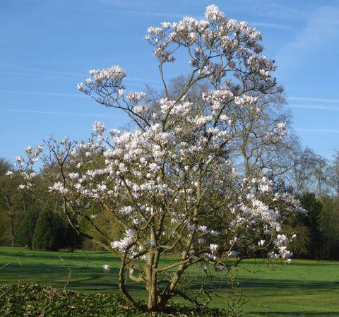 Магнолія суланжа біла (Magnolia soulangeana Alba), 2 роки, р9, 20-30 см 13RD150202P9 фото