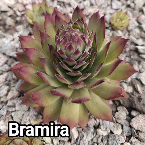 Semperv&iacute;vum Bramira: 1 рік, розетка RS10051 фото