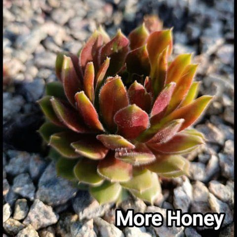 Semperv&iacute;vum More Honey: 1 рік, розетка RS10204 фото