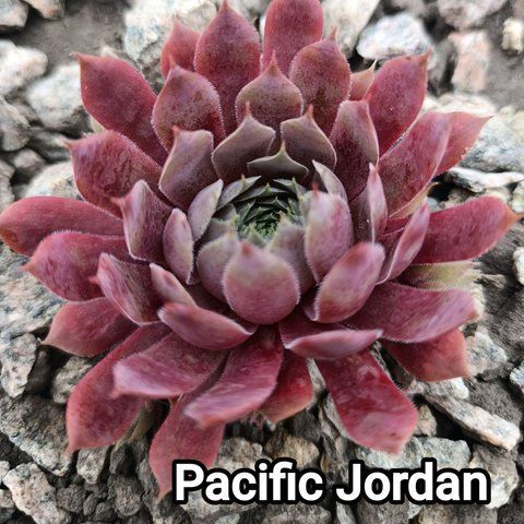 Semperv&iacute;vum Pasific Jordan: 1 рік, розетка RS10230 фото