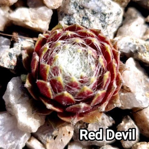 Semperv&iacute;vum Red Devil: 1 рік, розетка RS10251 фото