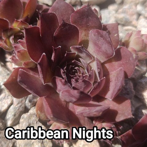 Semperv&iacute;vum Caribbean Nights: 1 рік, розетка RS10064 фото