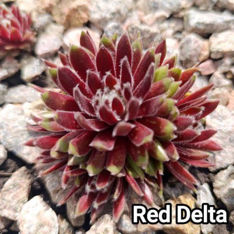 Semperv&iacute;vum Red Delta: 1 рік, розетка RS10255 фото