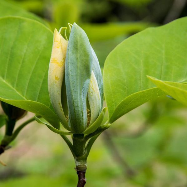Магнолія загострена (Magnolia acuminata), 2 роки, р9, 20-30 см 13RD150102P9 фото