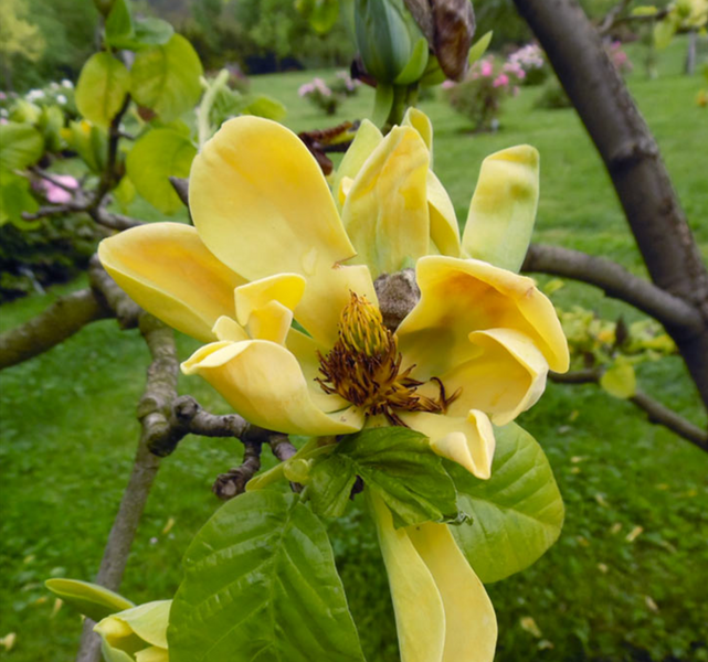 Магнолія загострена (Magnolia acuminata), 2 роки, р9, 20-30 см 13RD150102P9 фото