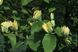 Магнолія загострена (Magnolia acuminata), 2 роки, р9, 20-30 см 13RD150102P9 фото 3