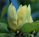 Магнолія загострена (Magnolia acuminata), 2 роки, р9, 20-30 см 13RD150102P9 фото 2