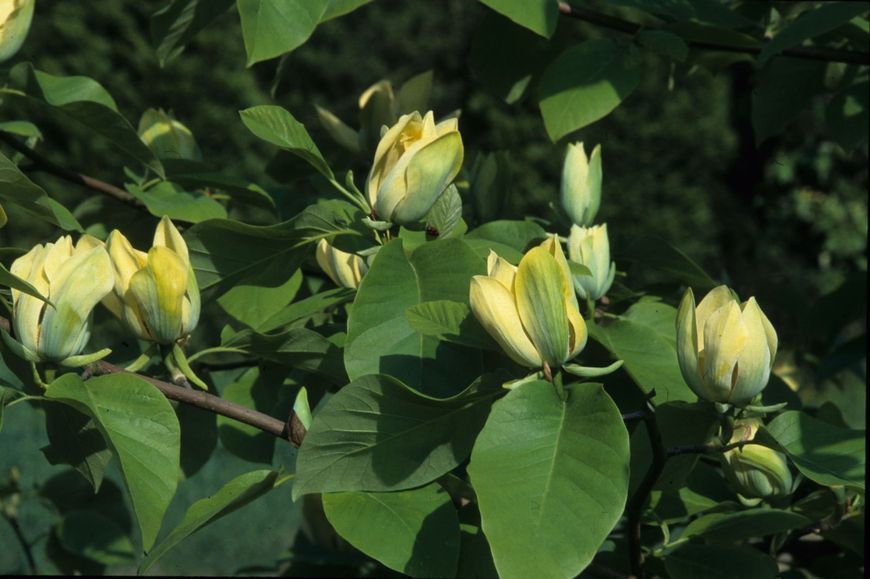 Магнолія загострена (Magnolia acuminata), 2 роки, р9, 20-30 см 13RD150102P9 фото
