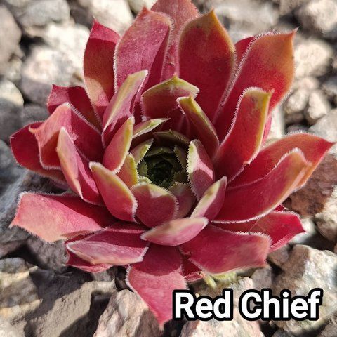 Semperv&iacute;vum Red Chief: 1 рік, розетка RS10250 фото