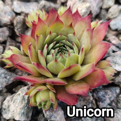 Semperv&iacute;vum Unikorn: 1 рік, розетка RS10310 фото