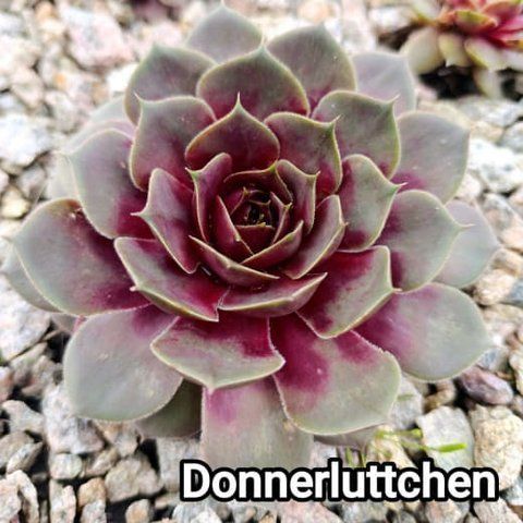 Semperv&iacute;vum Donnerluttchen: 1 рік, розетка RS10095 фото