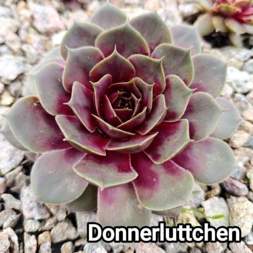Semperv&iacute;vum Donnerluttchen: 1 рік, розетка RS10095 фото