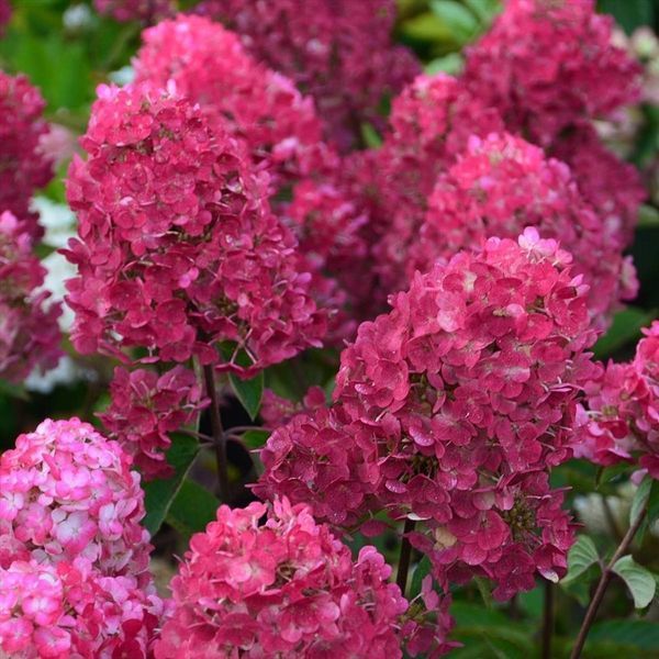 Гортензія волосиста Фрамбозіна Ренсам / Самарська Лідія (Hydrangea paniculata Frambosine Rensam), 2 роки, р9, 10-15 см 13RK210102P9 фото