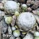 Semperv&iacute;vum Bravo: 1 рік, розетка RS10052 фото 2