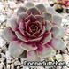 Semperv&iacute;vum Donnerluttchen: 1 рік, розетка RS10095 фото 2