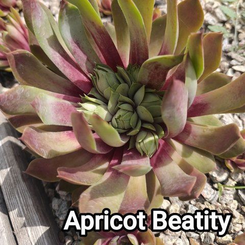 Semperv&iacute;vum Apricot Beauty: 1 рік, розетка RS10022 фото