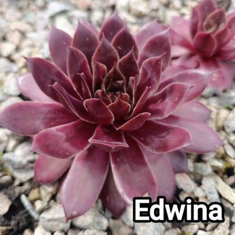 Semperv&iacute;vum Edwina: 1 рік, розетка RS10099 фото